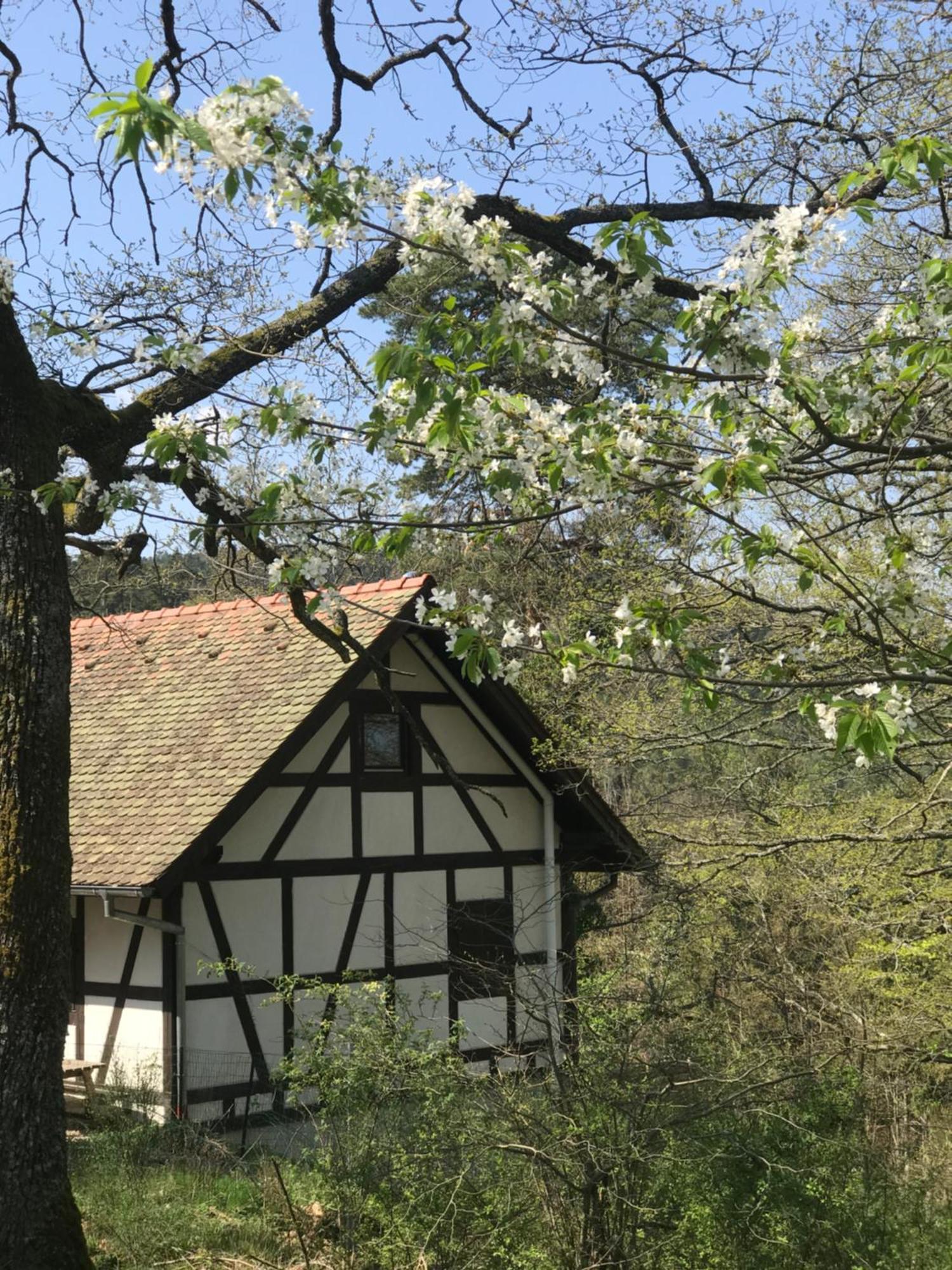 Logis Du Haut-Koenigsbourg Thannenkirch Pokój zdjęcie
